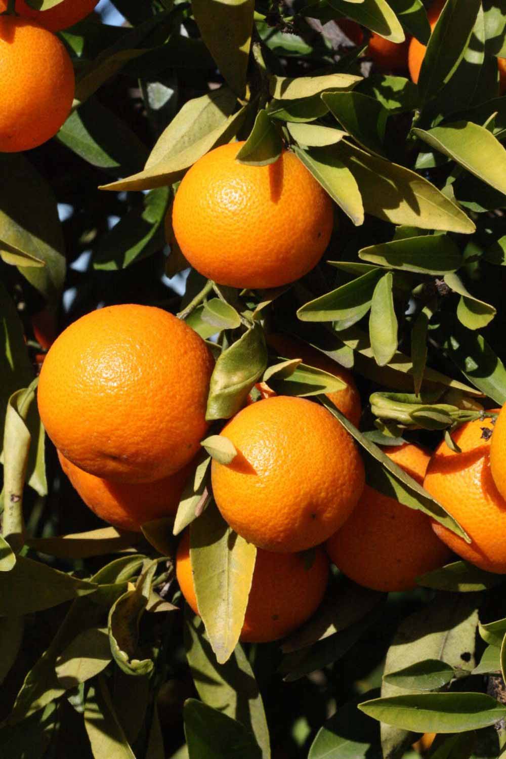              Fruit (Riverside, CA)       